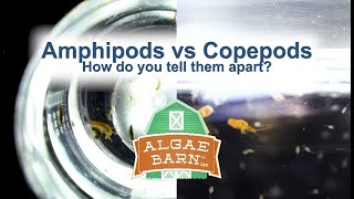 Amphipods vs Copepods [upl. by Meuse]