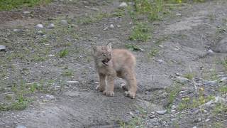 baby lynx canada 1 [upl. by Calie590]