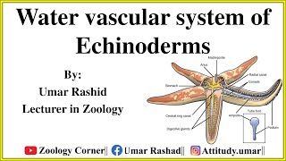 Water Vascular System of Echinoderms Urdu [upl. by Nnarefinnej]