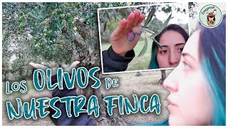 Por qué sube el Aceite de Oliva Los Olivos de Nuestra Finca [upl. by Henig350]