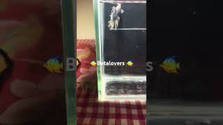 සුරතල් මසුන් betalovers 🐠crowntail gold betta fishsubscribe [upl. by Ainiger221]