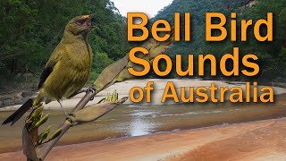 Bell Birds amp Lyre Birds Sing in the Australian Bush Morning [upl. by Lered5]