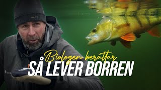 Det här visste du inte om abborren  Biologen berättar [upl. by Cheryl]