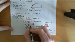 G Protein Coupled Receptors Part 6 [upl. by Jariah]