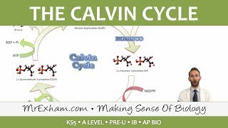 Photosynthesis  Lightindependent stage  Post 16 Biology A Level PreU IB AP Bio [upl. by Eeresid]