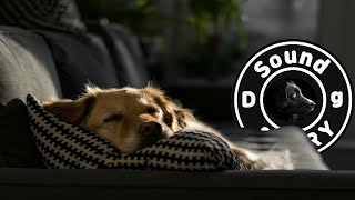 광고X🎵강아지가 좋아하는음악 스트레스해소 음악 강아지 수면음악🎵 squeezie sound for dogs  sounds for dogs [upl. by Hnao260]