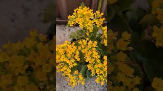 Sydney Spring Blooms  Kalanchoe Blossfeldiana Calandiva Yellow [upl. by Ayela343]