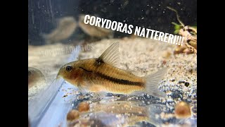 Corydoras nattereri spawning 🇨🇦 [upl. by Amalee286]