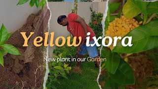 மஞ்சள் இக்சோராவை எவ்வாறு நடுவது  How to Plant Yellow Ixora  Devis Brindavanam [upl. by Firooc]