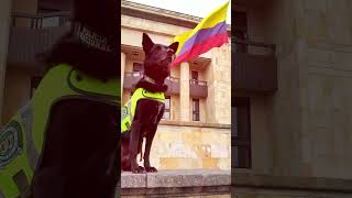 Consejo Superior de la Judicatura celebra el DiaMundialDelPerro [upl. by Eniamahs]