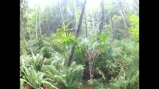 Trachycarpus fortunei var swampsonii palms will blow your mind [upl. by Anatnas]