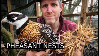 Spring Nests for Exotic Pheasants  100 Days of Farming Day 28 [upl. by Nevur]