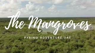 Mangrove Beach Umm Al Quwain  The Hidden Gems In UAE UAQ 4K [upl. by Alleber]