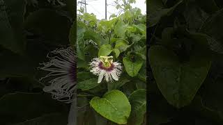 Vejam a parreira do maracujá com várias flores e fruto [upl. by Renba]