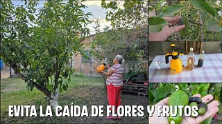 Como se HACE LA MELAZA para evitar la caída de flores y frutos combinado con Lejía de ceniza [upl. by Ardnuasal]