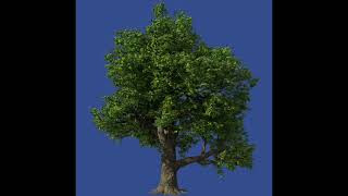 Effetti speciali gratis Albero sfondo blu 1 [upl. by Honniball]