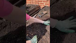 Planting Dahlia Tubers  Super Easy [upl. by Jenna]