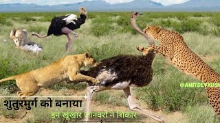 शुतुरमुर्ग पर किए गए जान लेवा हमले  amitdevkush33 [upl. by Haletky]