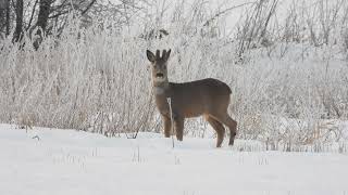 RÅDYR CAPREOLUS CAPREOLUS [upl. by Medor563]