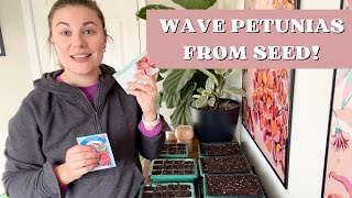 STARTING WAVE PETUNIAS FROM SEED  JANUARY SEED SOWING [upl. by Chrystal]