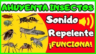 Sonido ahuyenta insectos 10h🦟🪰 Repelente de insectos [upl. by Malarkey]