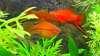 HOW TO GET SWORDTAILS TO BREED HOW TO BREED SWORDTAIL FISH [upl. by Sherard]