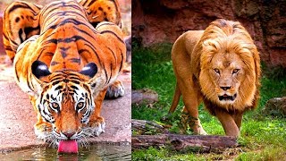 8 Most Beautiful Big Cats on Planet Earth [upl. by Eirehc368]