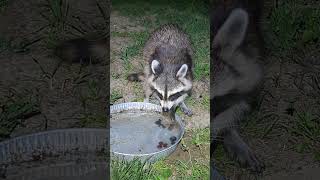 raccoon eating grapes for 40 seconds [upl. by Nillad868]