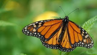 Visit El Rosario Monarch Butterfly Sanctuary in Mexico [upl. by Ardua]