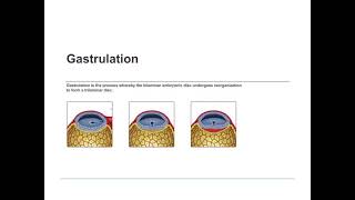 Embryology of Trilaminar Germ Disc Neural Crest Cells amp Notochord by Dr Rajitha Vanga [upl. by Namwen223]