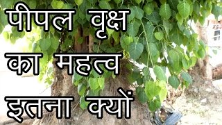 पीपल वृक्ष का महत्व इतना क्यों  Importance of the Pipal Tree [upl. by Pickens]