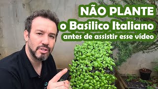 PESTO DO BORSA  VÍDEO 2  Como Mudar o Basilico Italiano  Manjericão Italiano [upl. by Hobey]