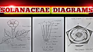 How to draw SOLANACEAE DIAGRAMS so easily very useful for intermediate Botany practical exams [upl. by Arabelle707]