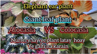 Elephant ear plants alocasia vs colocasia differences elephant ears varietiesGrow green 445 [upl. by Annovahs]