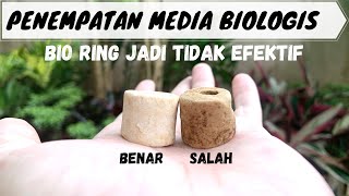 Posisi terbaik rumah bakteri media biologis Bio Ring [upl. by Hax]