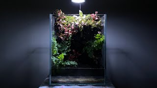 Paludarium with Fittonia fernterrariumaquaterrariumnano tank피토니아와 고사리가 있는 팔루다리움 테라리움 [upl. by Bunow155]