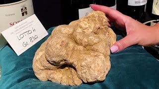 Who Paid 117000 for a 18 Pound Hunk of Fungus [upl. by Luht]