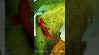 മുട്ട വിരുഞ്ഞു തുടങ്ങി guppy platy swordartonline shrimps fighterfish shorts aquarium fish [upl. by Anegal]