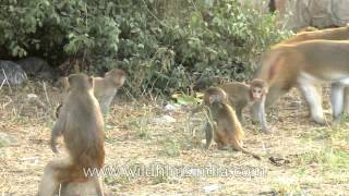 Cute alert Baby monkey clinging on tight to mommys chest [upl. by Araht]