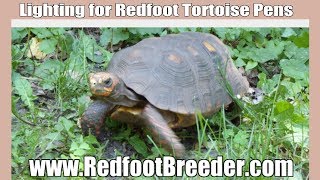 Lighting for Your Indoor Redfoot Tortoise Pen [upl. by Adnovaj]