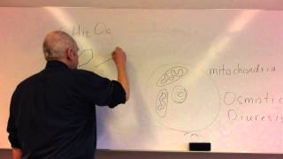 Glucose homeostasis lesson 1 Glucose control and insulin [upl. by Nnaaihtnyc607]