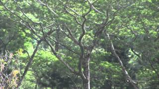 PBS Hawaii  HIKI NŌ Episode 203  Halau Lokahi PCS  Turning Invasive Albizia Tree Into a Positive [upl. by Lawlor]