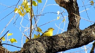 Western Tanager amp Blackthroated Blue Warbler in CIty Hall Park New York City [upl. by Aifas]