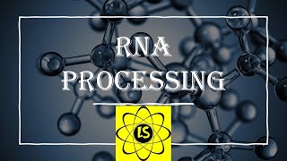 RNA Processing [upl. by Eelymmij162]