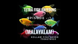 widow tetra fish breeding malayalam tetrafish [upl. by Alfreda]