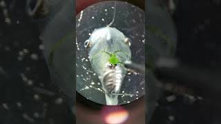 Researchers Inject Algae Into Tadpole’s Heart [upl. by Lotti406]