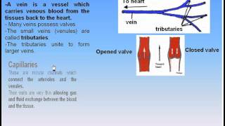 11CardioVascular System3Veins amp Capillaries Anatomy Intro Dr Ahmed Kamal [upl. by Mw990]