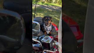 Talking a walk on the wild side wienerdog dachshund harleydavidson influencer doginfluencer [upl. by Draned469]