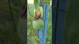 Passiflora fruit [upl. by Sonitnatsok]