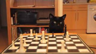 Can a Thumbcat  Play Checkers [upl. by Dolorita]